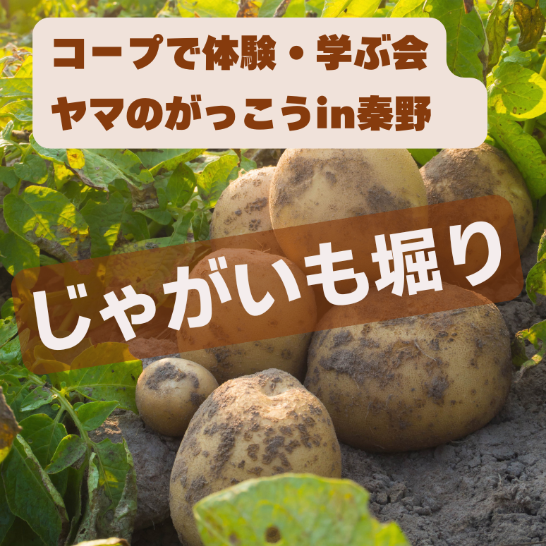 ヤマのがっこう　じゃがいも掘りー (774 x 774 px)